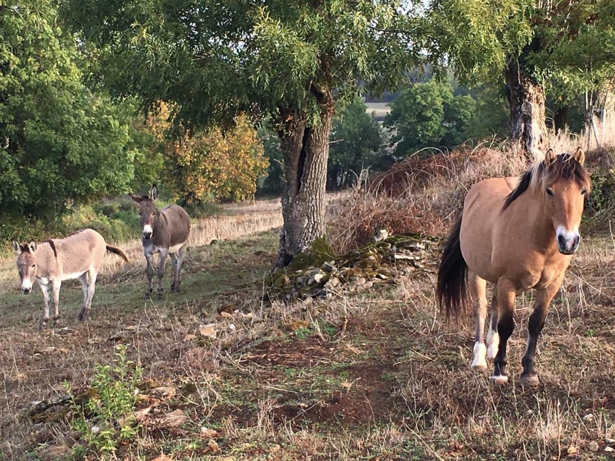 Gites Les Demeures De Valette Azay-le-Brule Luaran gambar